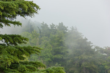 Lebanese cedar in the fog on the top of Monte Titano in San Marino