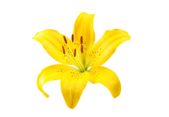  flower yellow lily on white background beautiful flower for designers