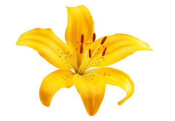 flower orange lily on white background beautiful flower for designers