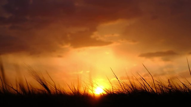 A view of sun, sunking into a field of wheat, stirring from the wind
