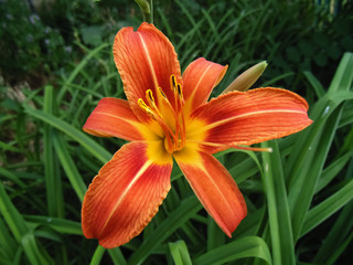 Beautiful flower background. Colorful nature backgrounds