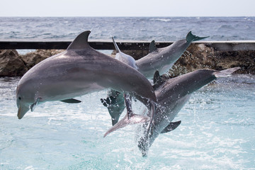 Vier Delfine machen gemeinsamen Luftsprung