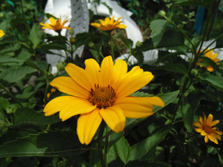 Beautiful yellow flowers background. Nature backgrounds. Yellow flower