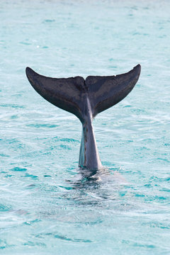 Delfin taucht im Meer (Delfinflosse)