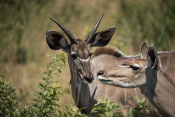 Young Male Kudu
