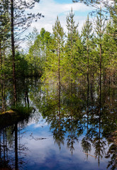 Fototapeta na wymiar Forest reflected in water