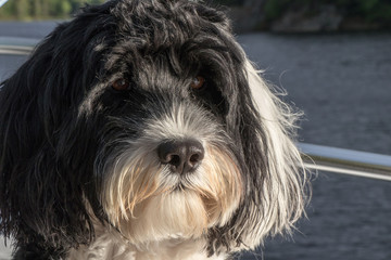 headshot of a black and white Portuguese Water Dog