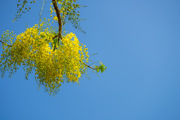 yellow flowers