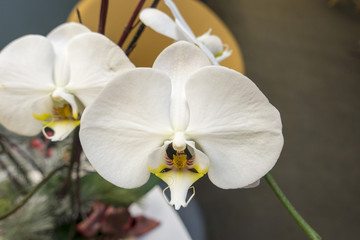 hosuse plant with two white yellow red orchids