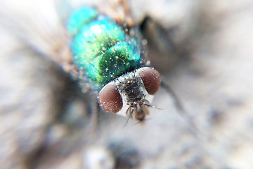 Green fly macro, portrait of an insect is very large passion