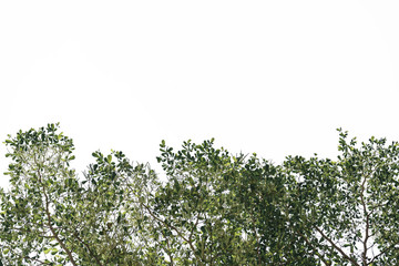 Green leaves of Terminalia ivorensis tree on white background.