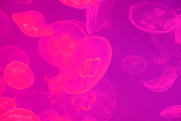 Jellyfish Fluo