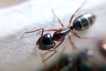 Ant macro blurred background, insect predator close-up in sunny summer weather
