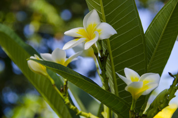 Białe frangipani