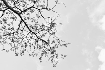 silhouette tree branches and leaves in nature - monochrome