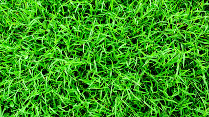 Naklejka premium Green grass background texture.