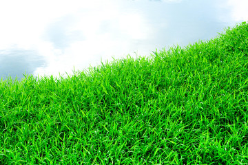 Green grass beside the pond in the nature with reflection from the sky - background