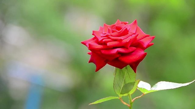 Rosa, variety of roses 'Mister Lincoln', red flower