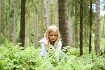 Child blond little girl picking fresh berries on blueberry field in forest. Child pick blue berry...
