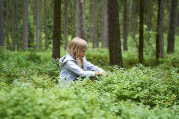 Naklejka na ściany i meble Child blond little girl picking fresh berries on blueberry field in forest. Child pick blue berry in the woods. 