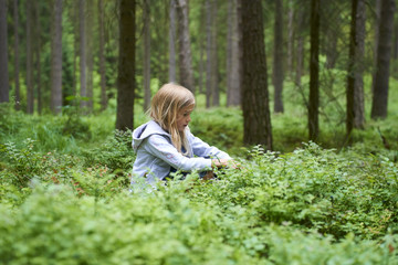 Child blond little girl picking fresh berries on blueberry field in forest. Child pick blue berry in the woods.
