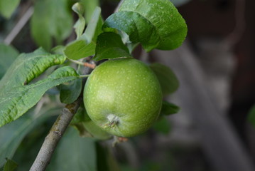On a green tree weighs one fresh apple with leaves