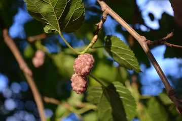 On a green tree with branches and green leaves are the fruits of mulberry