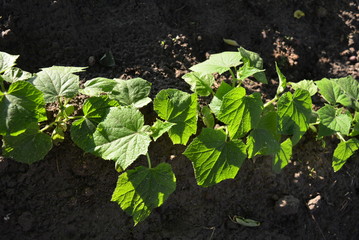 On the ground grows one row of green leaves of cucumbers, cucumber seedlings with sun rays