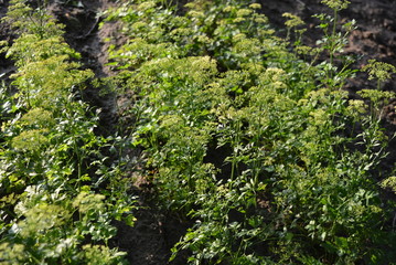 On the ground grows beds of green parsley with seeds