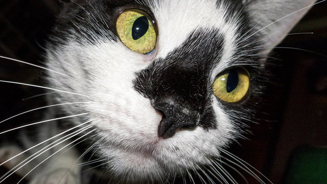 close up of black white cat looking with yellow eyes