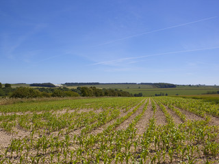 Fototapeta na wymiar young maize crop