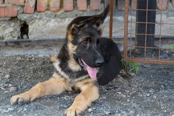 A puppy of a German shepherd lying at the enclosure. Dressing and dogs.