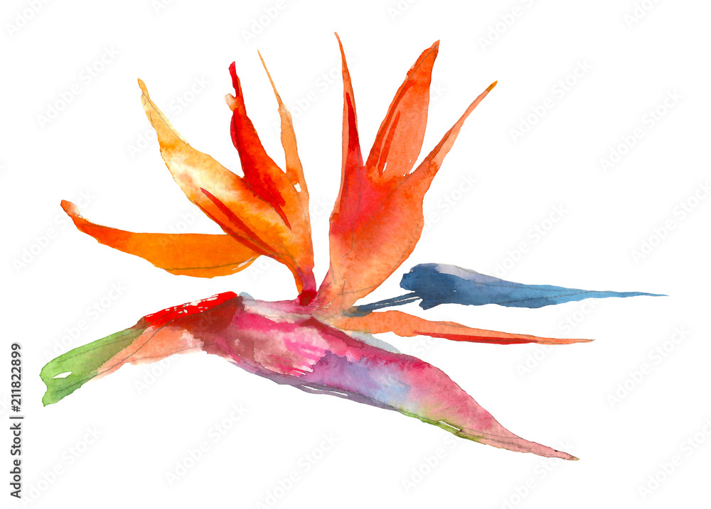 Wall mural strelitzia tropical plant. watercolor hand drawn flowers and leaves. design for invitation, wedding 