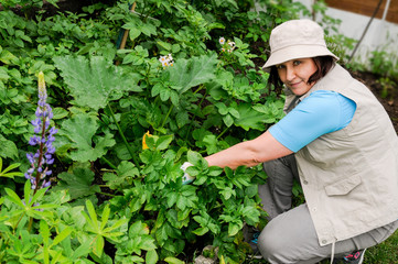 Middle-age woman gardening in the garden on a sunny summer day