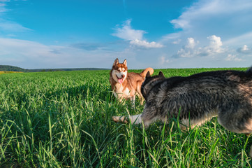 Cheerful dogs are playing on the green field. Husky dogs play in the chase on a summer walk in the...