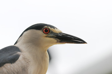 Black Crowned Night Heron