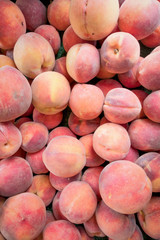 The Harvest of Summers Candy