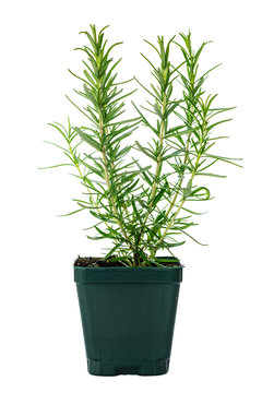 Rosemary or Rosmarinus Herbs Plants Isolated on white background. Selective focus.