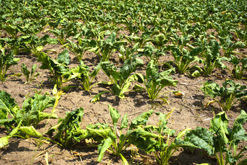 Due to water scarcity dry chard fields (Beta vulgaris cicla) in northern Germany in summer.