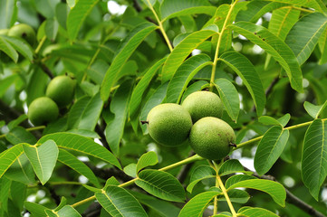 fruits of a common walnut in growth
