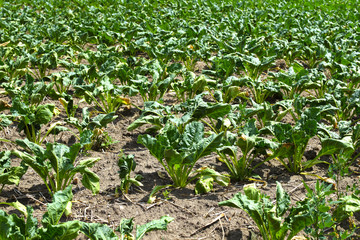 Due to water scarcity dry chard fields (Beta vulgaris cicla) in northern Germany in summer.
