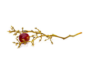 Red single round grape on white background, empty grape bunches