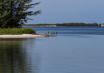 Birds Wading at the Shore