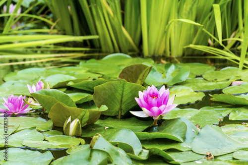 Pink Water Lily Flowers Background With Green Leaves Stock Photo Pink Water Lily Flowers Background With Green Leaves
