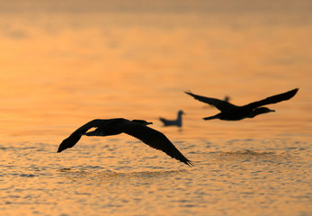 The Great Cormorant is a large black bird with long tail and yellow throat-patch