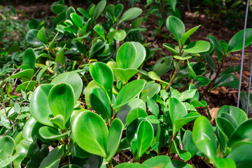 Baby rubber plant (Peperomia obtusifolia) - Davie, Florida, USA
