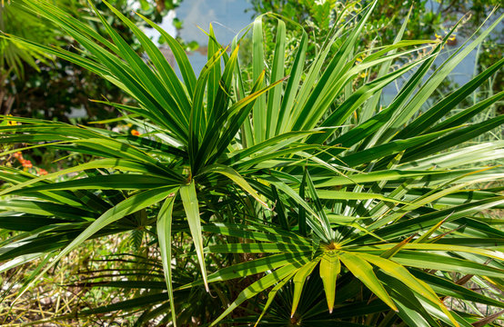Florida thatch palm (Thrinax radiata) - Davie, Florida, USA