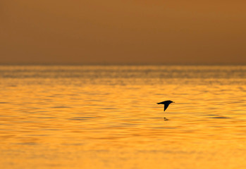 Silhouette of Seagull in flight