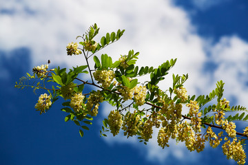 Blossoming branch of white acacia in the morning rays of the rising sun. Blue sky with clouds in the background.
