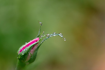 The Drops of Life